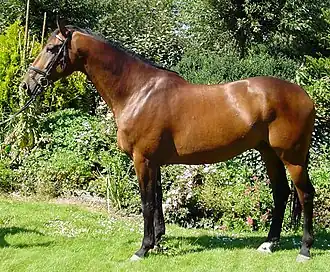 KWPN paard, Dutch Warmblood