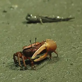 Uca (Tubuca) arcuata