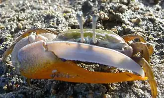 Uca (Tubuca) dussumieri