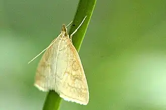 Udea lutealis