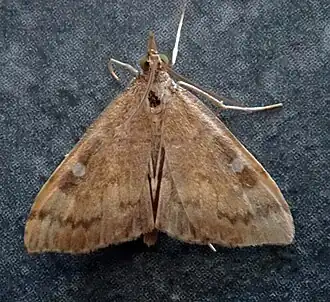 Mnesictena pantheropa