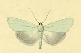 Udea rhododendronalis