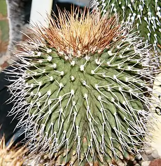 Uebelmannia gummifera