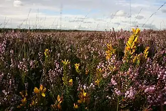 Calluna vulgaris en Ulex minor