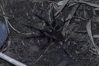 Uliodon albopunctatus