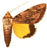 Ulotrichopus dinawa