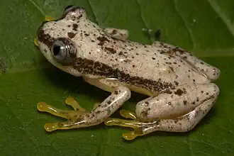 Afrixalus uluguruensis