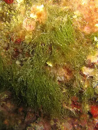 Ulva compressa