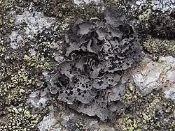 Umbilicaria cylindrica met apothecia