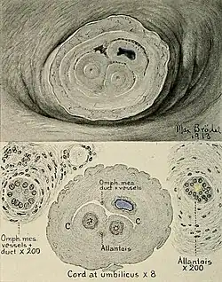 Allantois bij een 12 cm lang embryo