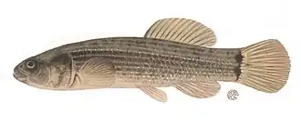 Amerikaanse hondsvis