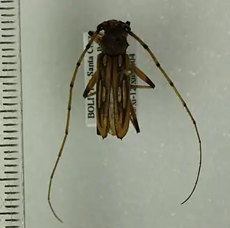 Uncieburia nigricans