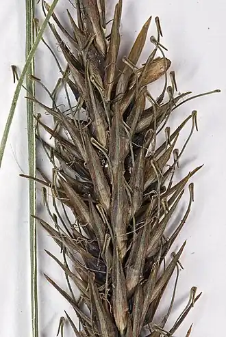 C. megalepis K.A.Ford (syn.: Uncinia ferruginea) met rachilla met haakje