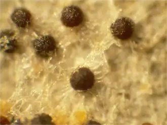 Cleistothecium van Erysiphe adunca