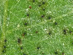 Cleistothecium van Uncinula tulasnei op krentenboompje