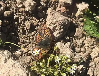 Boloria acrocnema
