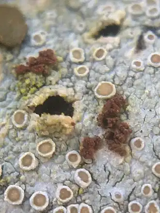 Unguiculariopsis thallophila