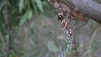 Austroaeschna unicornis