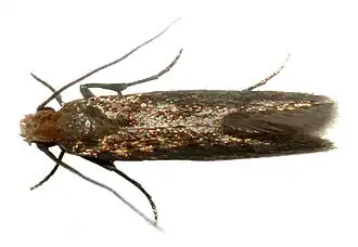 Tineoidea
