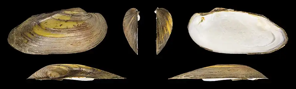 Unio pictorum deshayesii Rechter klep