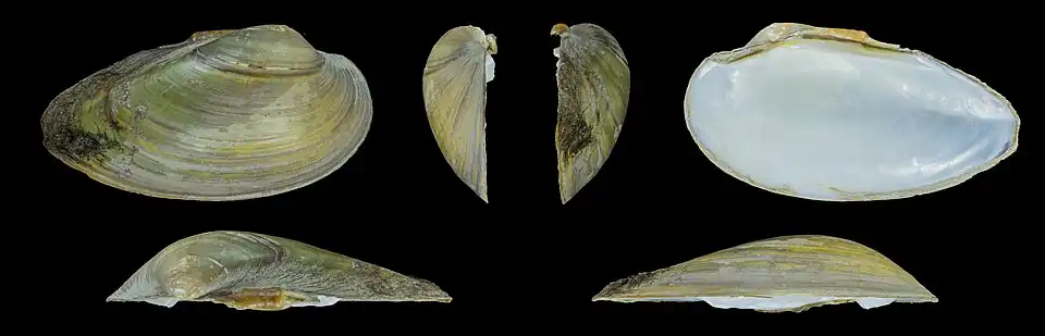 Unio pictorum latirostris Rechter klep