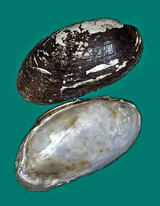 Microcondylaea compressa