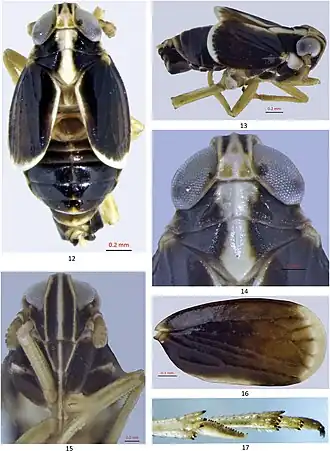 Unkanodes (Kwonianella) malamjabbensis