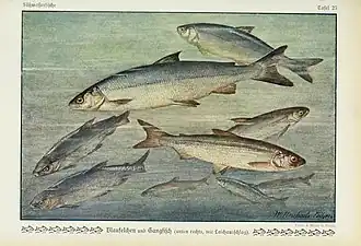 Coregonus macrophthalmus