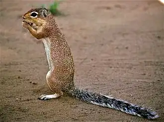 Ongestreepte grondeekhoorn