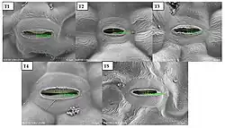 Huidmondjes op bovenkant meloenblad met echte meeldauw
