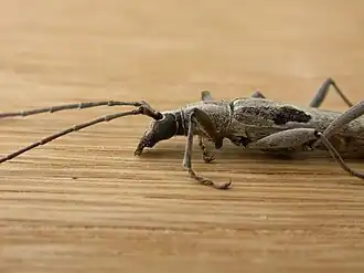 Uracanthus maculatus