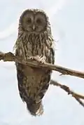 De oeraluil (Strix uralensis) is een van de vaste bewoners van het N.P. Poloniny.
