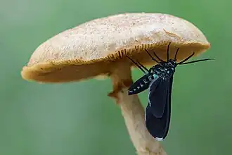 Uranophora albiplaga