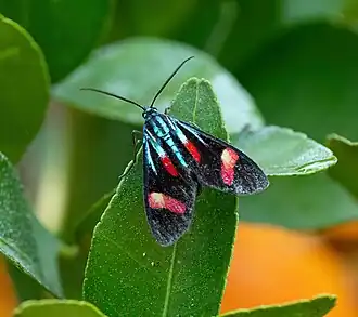 Uranophora maranhaonis