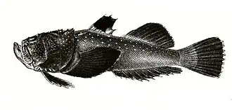 Uranoscopus marmoratus