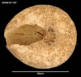 Urechinus naresianus