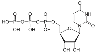 Structuurformule van uridinetrifosfaat