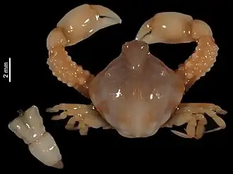 Urnalana granulimera