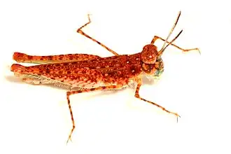 Urnisiella rubropunctata