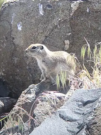 Townsendgrondeekhoorn