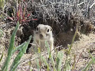 Washingtongrondeekhoorn