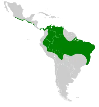 Uroderma magnirostrum