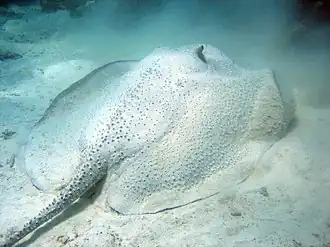 Egelpijlstaartrog, Urogymnus asperrimus