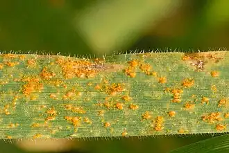 Boterbloem-grassenroest