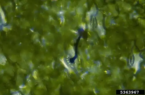 Kiembuis uredospore met appressorium