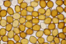 Wratten op de teliosporen