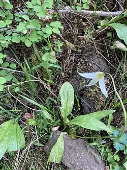 Plant met hondstandroest