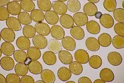 Urediniosporen op boslathyrus