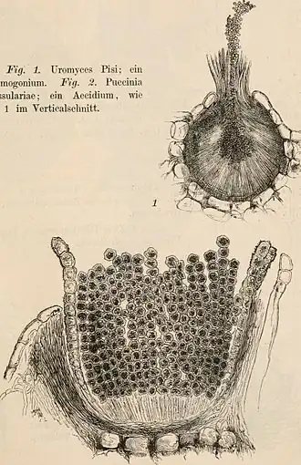 Fig. 1. Uromyces pisi; een spermogonium. Fig. 2. Puccinia grossulariae; een aecium