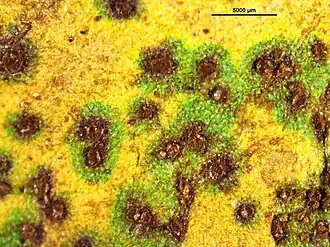 Speenkruid-zuringroest